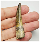 T15 - Rare Suchomimus tenerensis Dinosaur Tooth Lower Cretaceous Elrhaz Fm