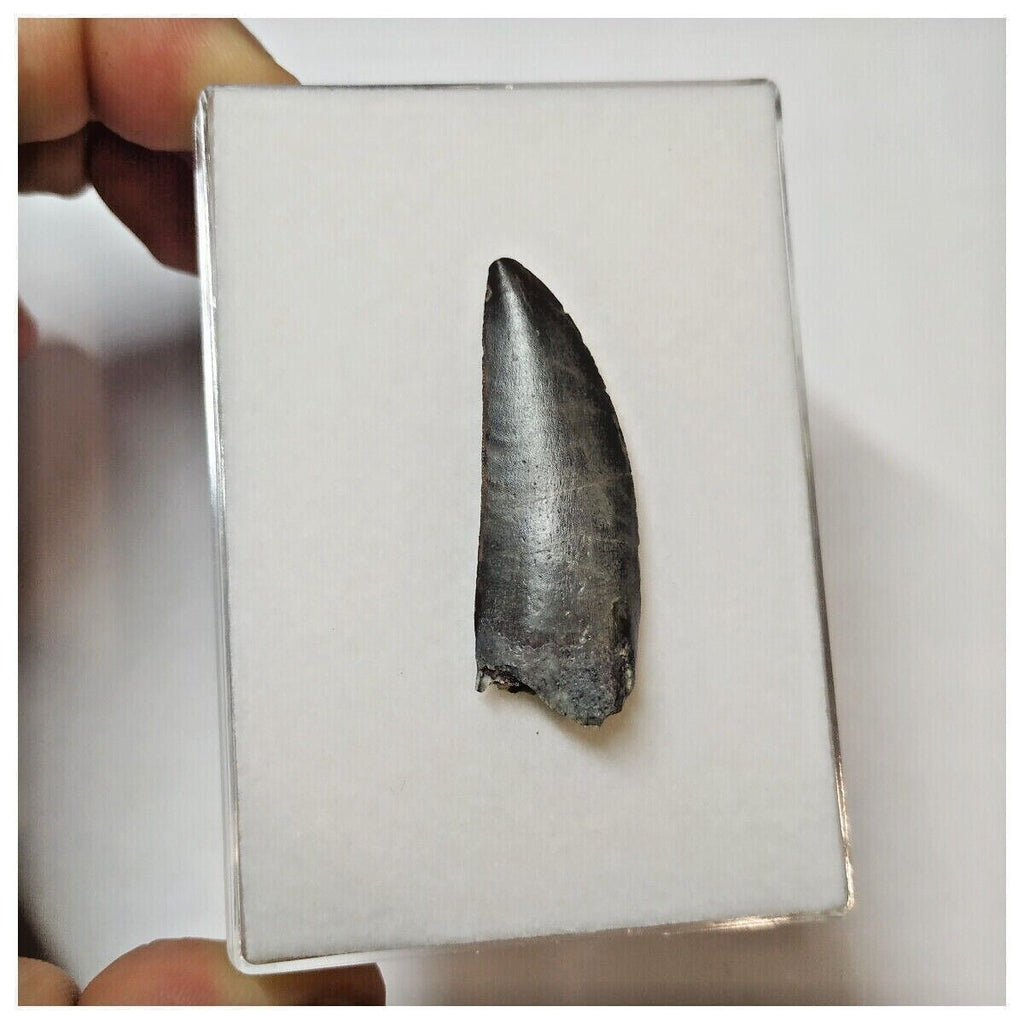 W1 - Kryptops palaios Abelisaurid Theropod Dinosaur Tooth Cretaceous E ...