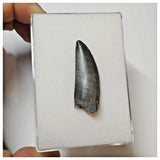 W1 - Kryptops palaios Abelisaurid Theropod Dinosaur Tooth Cretaceous Elrhaz Fm