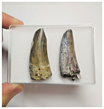 T87 - Set of 2 Suchomimus tenerensis Dinosaur Teeth Lower Cretaceous Elrhaz Fm