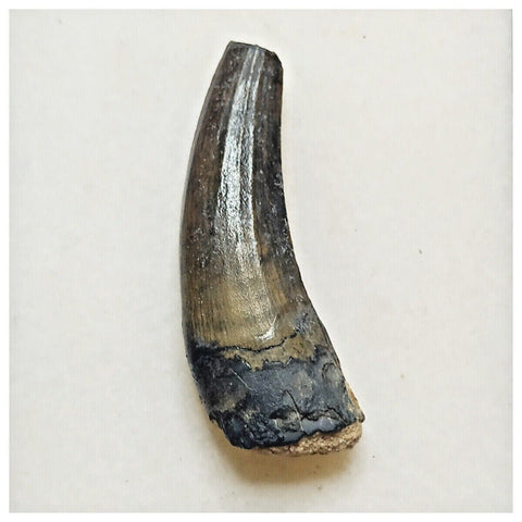 JS38 - Rare Suchomimus tenerensis Dinosaur Tooth Cretaceous Elrhaz Fm Tenere Desert