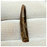 11012 - Great 1.22'' Rebbachisaurus garasbae Diplodocoid Sauropod Dinosaur Tooth