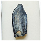 JS5 - Top Rare Jobaria tiguidensis Sauropod Dinosaur Tooth Jurassic Tiouraren Fm