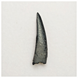 T167 - Top Rare Ornithocheirid Pterosaur Tooth - Lower Cretaceous - Elrhaz Fm
