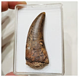 E1- Finest Grade Eocarcharia dinops Dinosaur Tooth - Cretaceous Elrhaz Fm Tenere Desert