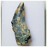 S1- Rare Afrovenator abakensis Megalosaurid Dinosaur Tooth Jurassic Tiouraren Fm