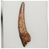 T223 - Large 2.12 Inch Pterosaur (Coloborhynchus) Tooth Cretaceous KemKem Beds