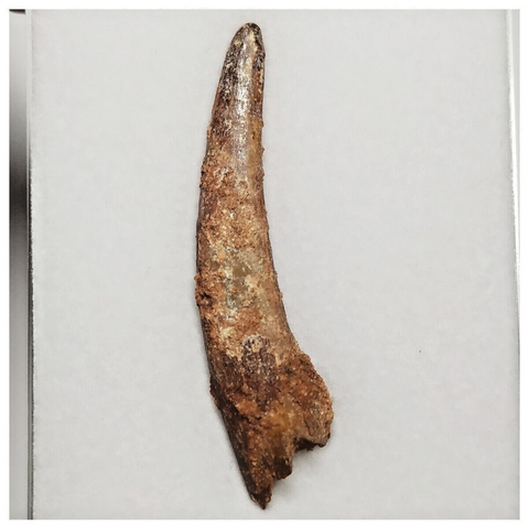 T223 - Large 2.12 Inch Pterosaur (Coloborhynchus) Tooth Cretaceous KemKem Beds