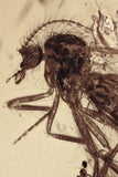 J54 - Nice BITING MIDGE Ceratopogonidae Fossil Genuine BALTIC AMBER + HQ Picture
