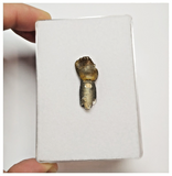 T43 - Exceedingly Rare Rooted Spinophorosaurus Sauropod Dinosaur Tooth Jurassic Irhazer Fm