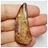 T191 - Serrated 1.92 Inch Carcharodontosaurus Dinosaur Tooth - Cretaceous KemKem