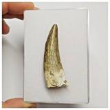 S36 - Awesome Suchomimus tenerensis Dinosaur Tooth Lower Cretaceous Elrhaz Fm