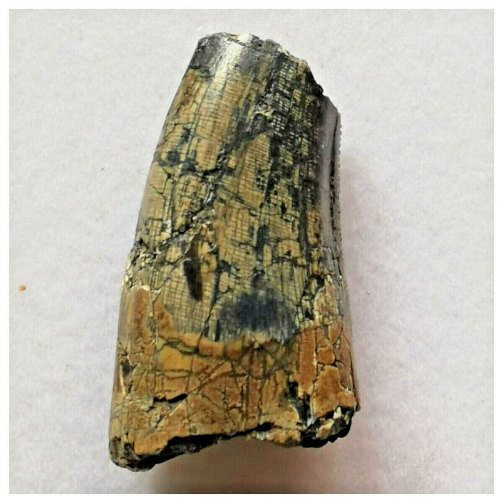 J55 - Rare Eocarcharia dinops Dinosaur Tooth - Cretaceous Elrhaz Fm Tenere Desert