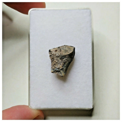 S50 - Ouranosaurus nigeriensis Basal Hadrosaur Dinosaur Tooth Cretaceous Elrhaz Fm