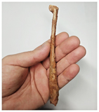 T258 - Top Rare 5.39 Inch Cretaceous Azhdarchid Pterosaur Metacarpal Bone KemKem