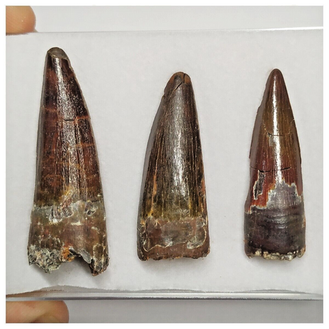 T221 - Set of 3 Nice Red Spinosaurus Dinosaur Teeth Cretaceous KemKem Beds