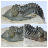 Lot of Trilobites and Dinosaur Teeth -YangKe Order