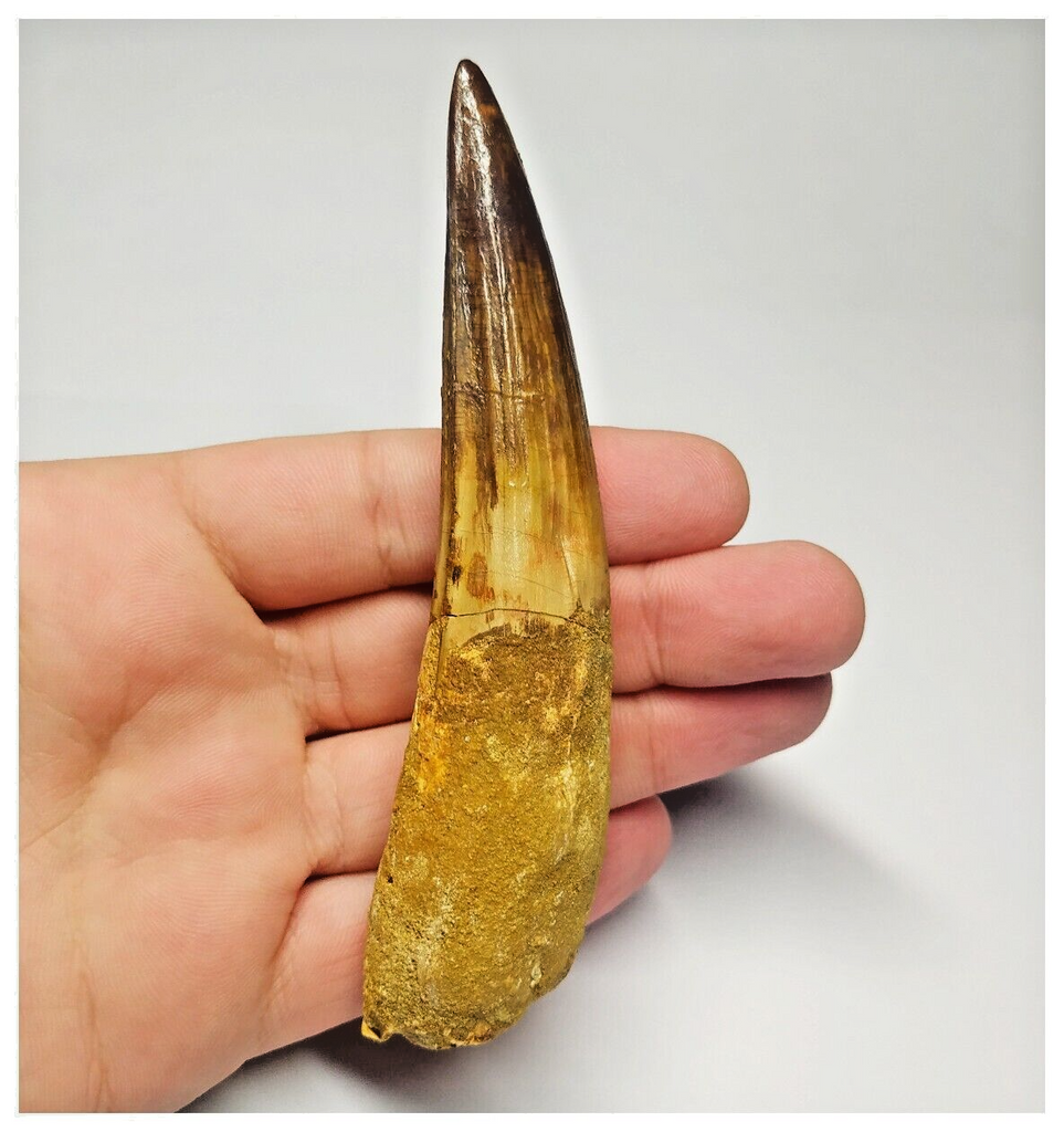 T94- Impressive Huge 4.33 Inch Spinosaurus Dinosaur Tooth Cretaceous KemKem Beds