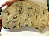 LB - Museum Grade Mass Mortality Plate with 19 Symphysurus Ordovician Trilobites