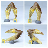 L145/R300/R301/R304 Nileid Trilobite + Basilosaurus teeth - Doyague Order