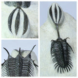 L28-  Trident 3.54 Inch Walliserops Devonian Trilobite + L32 - Rolled 3.54 Inch Drotops Devonian Trilobite - Order Tadashi