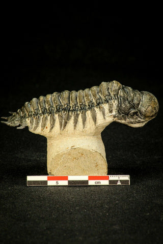 30303 - Nicely Prepared 3.04'' Crotalocephalina gibbus Lower Devonian Trilobite(143971461637)