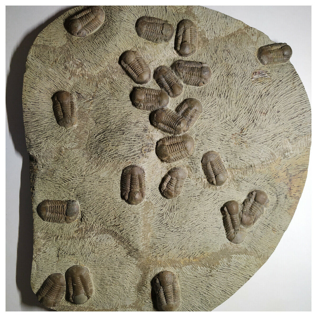A4 - Museum Grade Mass Mortality Plate with 22 Symphysurus Ordovician Trilobites(143934904193)
