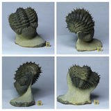 L28-  Trident 3.54 Inch Walliserops Devonian Trilobite + L32 - Rolled 3.54 Inch Drotops Devonian Trilobite - Order Tadashi