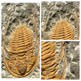 L2 - Finest Grade 2.20 Inch Hamatolenus vincenti Middle Cambrian Trilobite(143942031410)