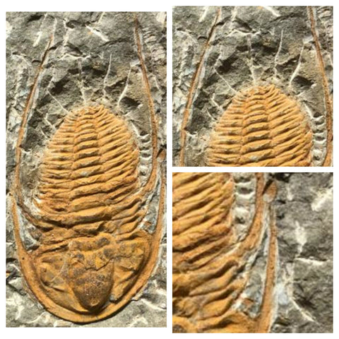 L2 - Finest Grade 2.20 Inch Hamatolenus vincenti Middle Cambrian Trilobite(143942031410)