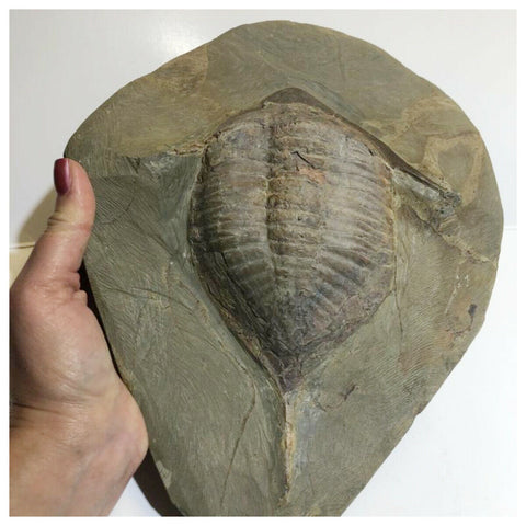 LB3 - Top Rare Restored Huge 7.87 Inch Megitaspis sp Lower Ordovician Trilobite(143971376417)