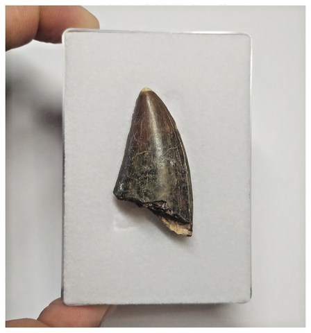 T84 - Rare Eocarcharia dinops Dinosaur Tooth - Cretaceous Elrhaz Fm Tenere Desert