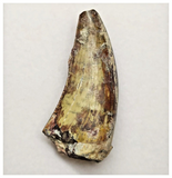 T14 - Top Rare Eocarcharia dinops Dinosaur Tooth - Cretaceous Elrhaz Fm