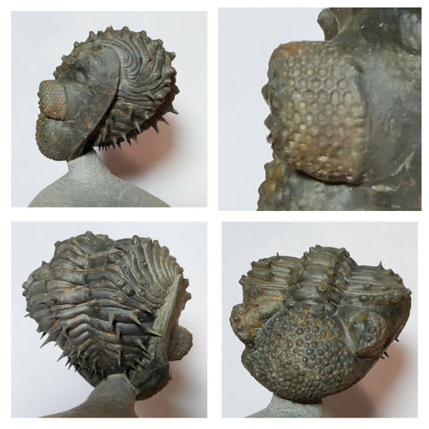N23 - Great Spiny Rolled 2.79'' Drotops armatus Middle Devonian Trilobite (143947621054)