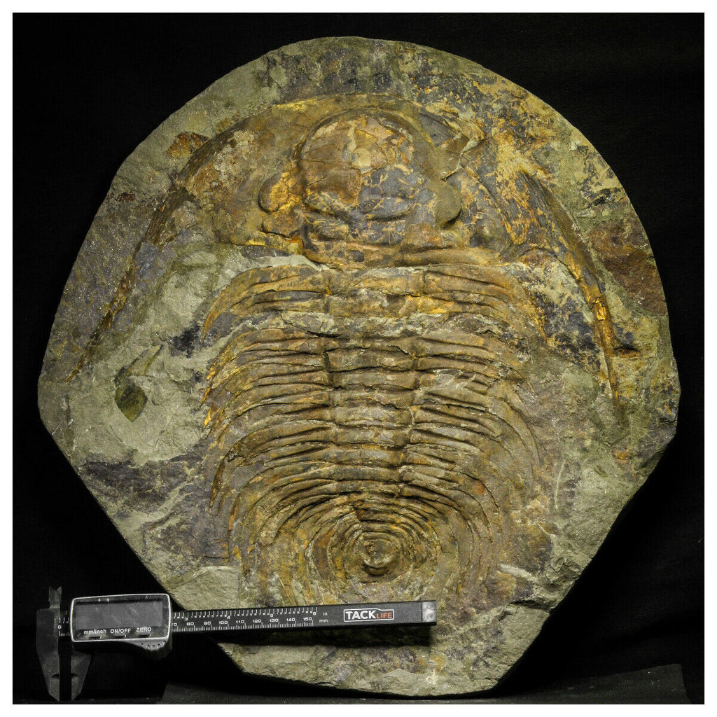 A7 - Top Huge 12.99 Inch Acadoparadoxides levisetti Cambrian Trilobite(143934928391)