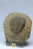 J1 & R342 Walliserops trifurcatus + Prionocheilus Trilobites - Tadashi Order