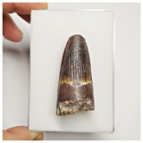 T212 - Beautiful 1.85'' Red Spinosaurus Dinosaur Tooth Cretaceous KemKem Beds