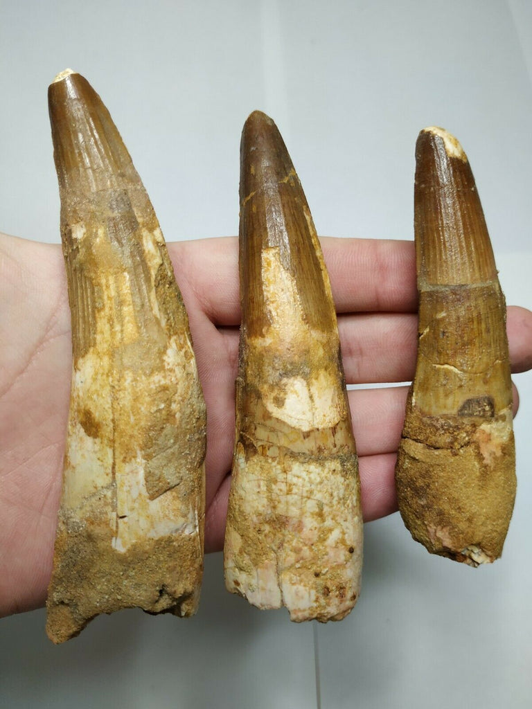 S15- Great Collection of 3 Huge Restored Spinosaurus Dinosaur Teeth Cretaceous - Order (143932201195)