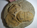 Lot of Well Prepared Trilobites - Order Tadashi