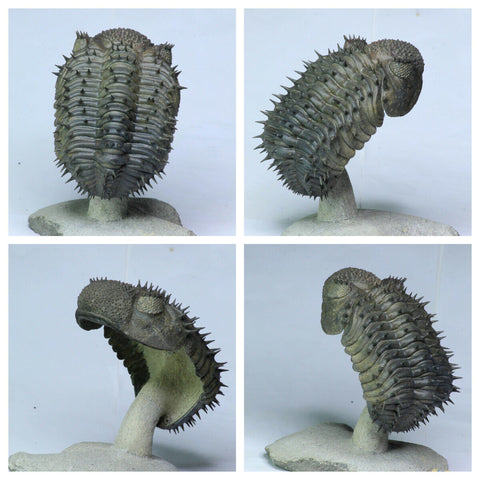L55 - Superb Spiny 3.93 Inch Drotops armatus Middle Devonian Trilobite - Order Philip