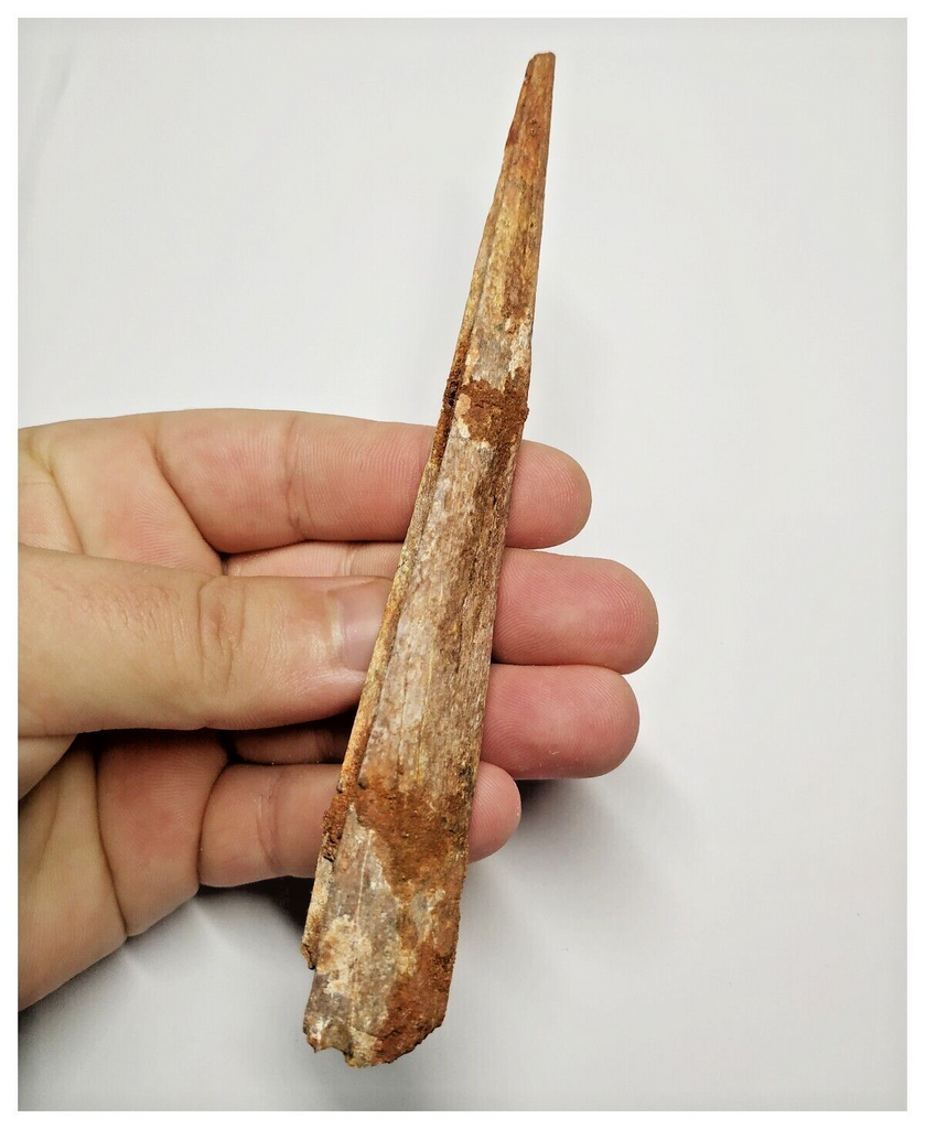 T145 - Rare 5.78'' Alanqa saharica Cretaceous Azhdarchid Pterosaur Dentary Bone