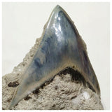 G44 - Finest Quality Serrated 8.8cm Megalodon Tooth in Matrix Indonesia Location