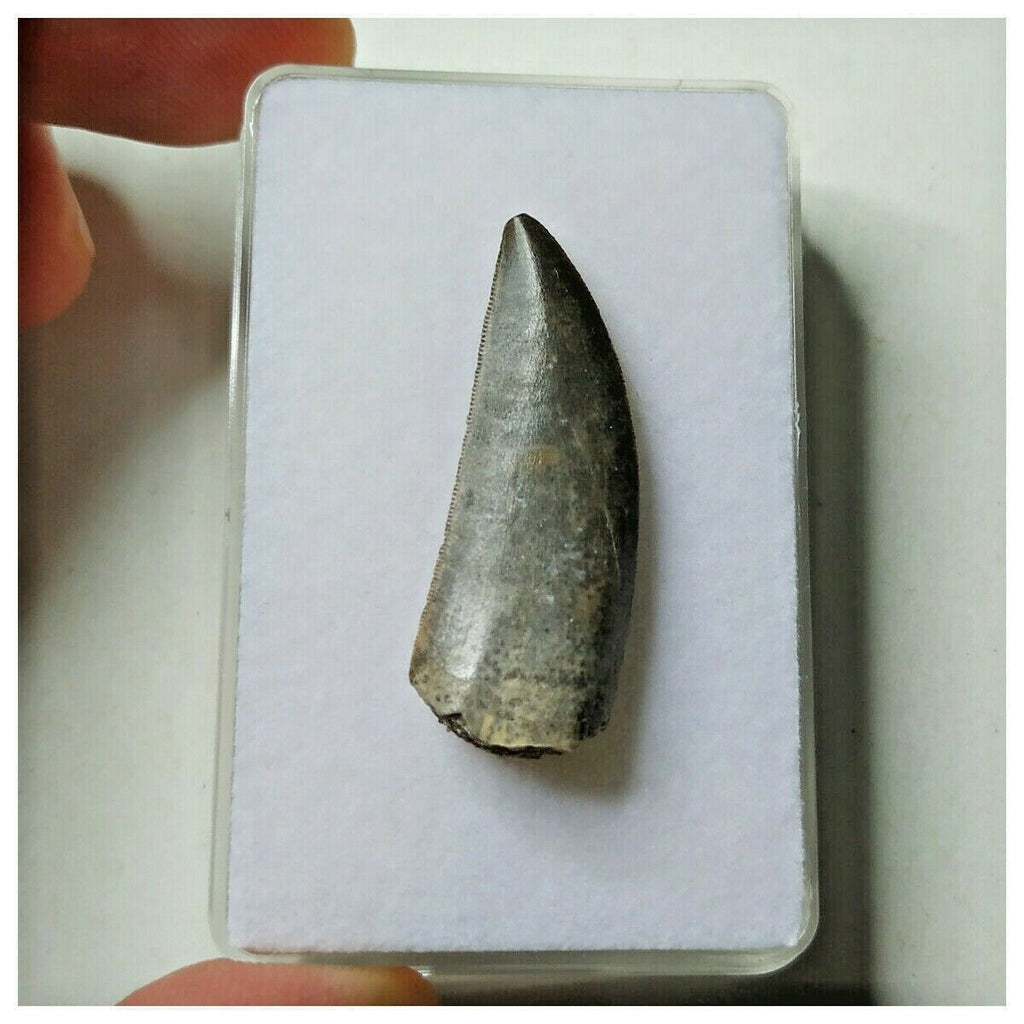 S24 - Kryptops palaios Abelisaurid Theropod Dinosaur Tooth Cretaceous ...