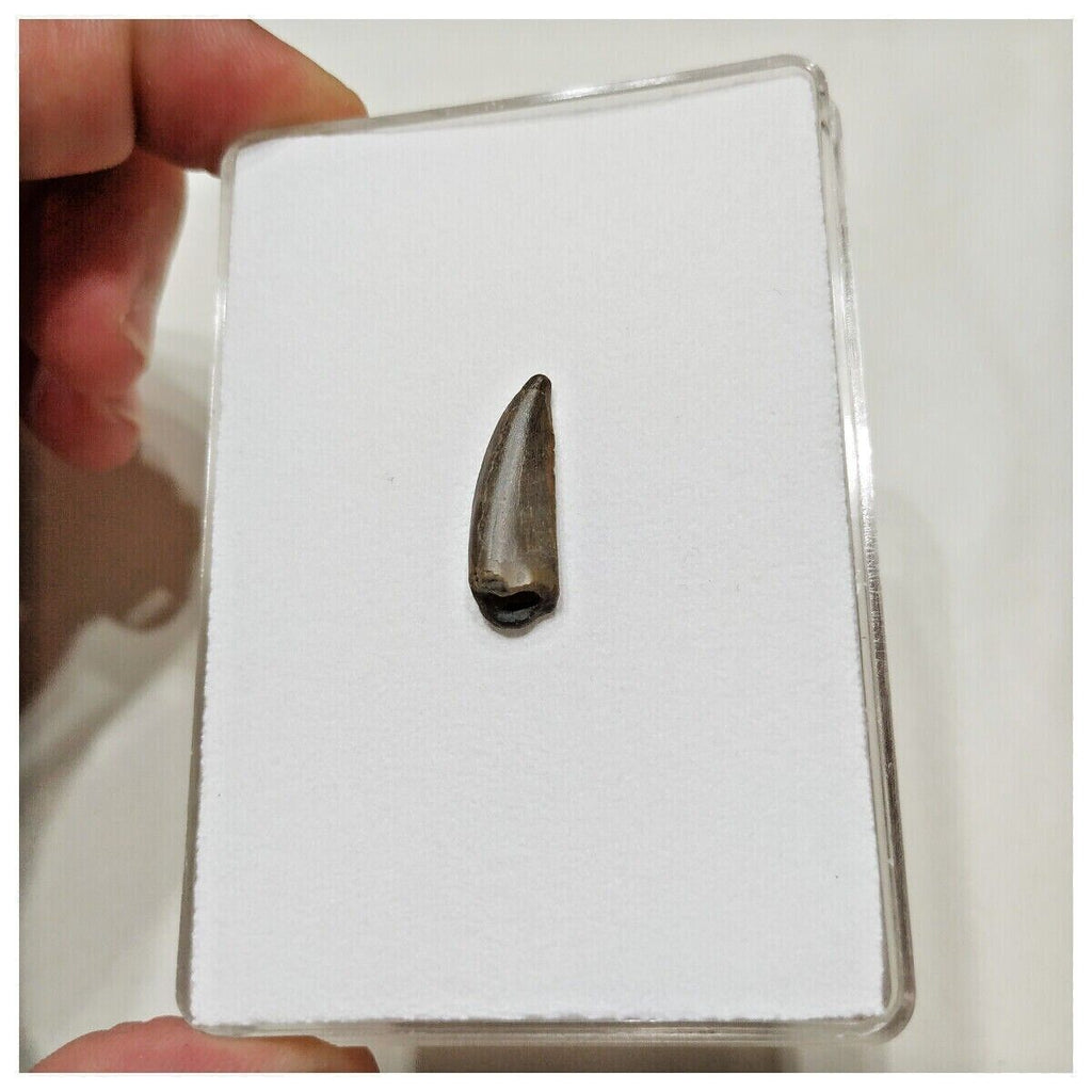 E15 - Kryptops palaios Abelisaurid Theropod Dinosaur Tooth Cretaceous ...
