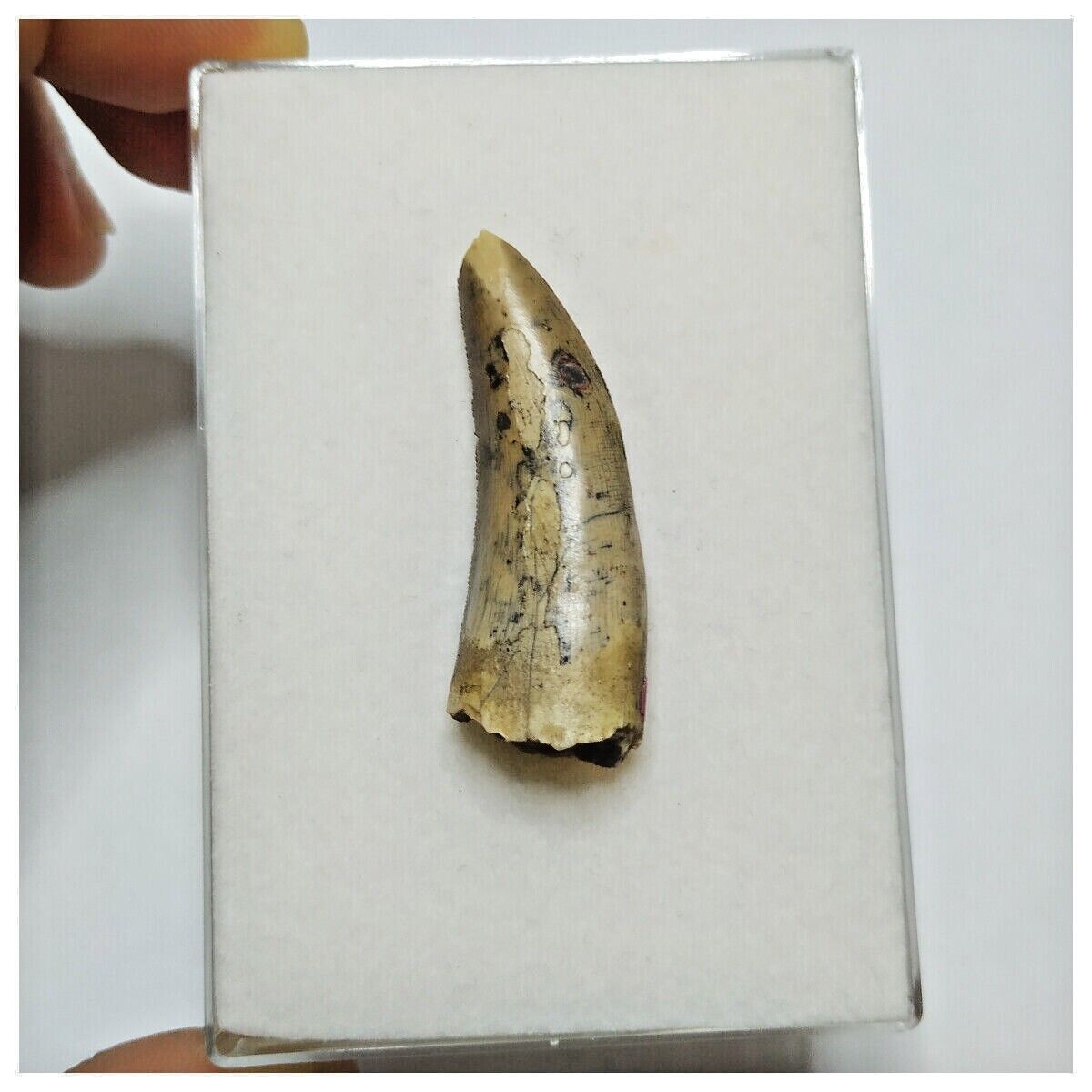 JS18 - Kryptops palaios Abelisaurid Theropod Dinosaur Tooth Cretaceous ...