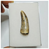 JS18 - Kryptops palaios Abelisaurid Theropod Dinosaur Tooth Cretaceous Elrhaz Fm