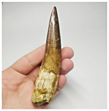 T110 - Impressive Huge 4.76 Inch Spinosaurus Dinosaur Tooth Cretaceous KemKem Beds