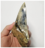 T130 - Finest Huge Serrated 4.52'' Megalodon Tooth from Rare Indonesia Location