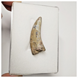 T208 - Rare Afrovenator abakensis Megalosaurid Dinosaur Tooth Jurassic Tiouraren Fm