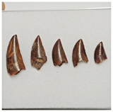 T189 - Set of 5 Finest Abelisaurid Dinosaur Teeth Upper Cretaceous KemKem Beds